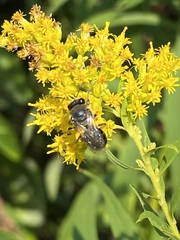 Colletes simulans