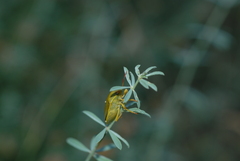 Piezodorus lituratus