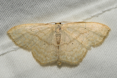 Scopula limboundata