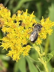Colletes simulans