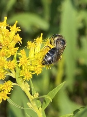 Colletes simulans