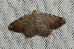 Macaria minorata