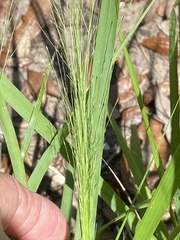 Eragrostis elliottii