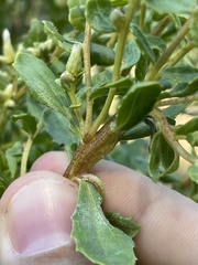 Rhopalomyia baccharis