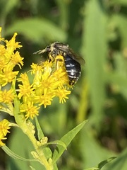 Colletes simulans