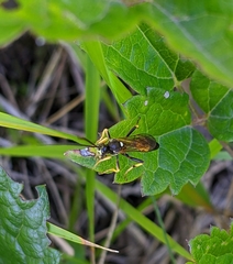 Ichneumonina
