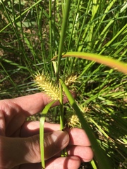 Carex lurida