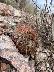 Echinomastus johnsonii