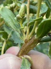 Rhopalomyia baccharis