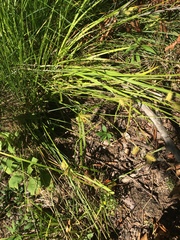 Carex lurida