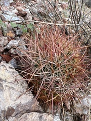 Echinomastus johnsonii