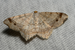 Macaria bisignata