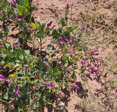 Mirabilis multiflora