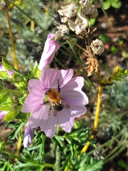 Bombus pascuorum floralis