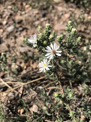 Symphyotrichum falcatum