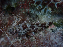 Scorpaena maderensis