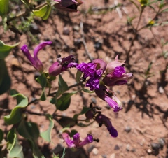 Mirabilis multiflora