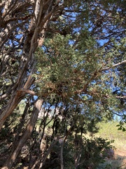 Juniperus scopulorum