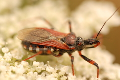 Hemiptera