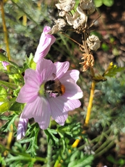 Bombus pascuorum floralis