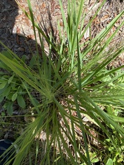 Eragrostis elliottii