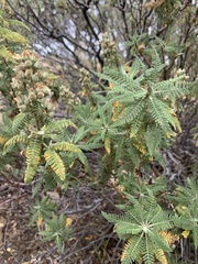 Chamaebatiaria millefolium