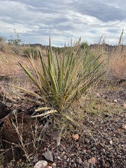 Yucca schidigera
