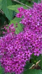 Spiraea japonica