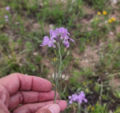Hesperidanthus linearifolius