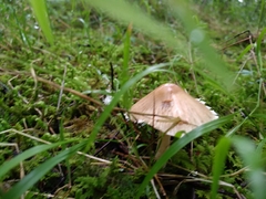 Mycena galericulata