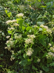 Mikania scandens
