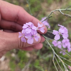 Hesperidanthus linearifolius