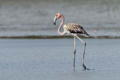 Phoenicopterus ruber