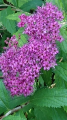 Spiraea japonica