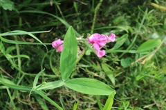 Lathyrus latifolius