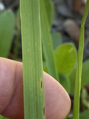 Eragrostis elliottii