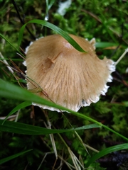 Mycena galericulata