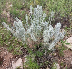 Krascheninnikovia lanata