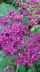 Spiraea japonica