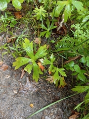 Anemonastrum canadense