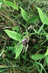 Lathyrus latifolius
