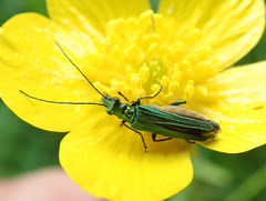 Oedemera nobilis