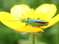 Oedemera nobilis