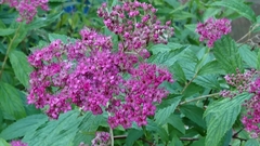 Spiraea japonica