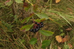 Aronia mitschurinii