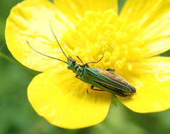 Oedemera nobilis