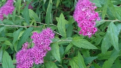 Spiraea japonica