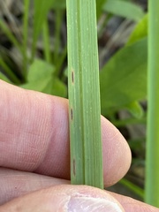 Eragrostis elliottii
