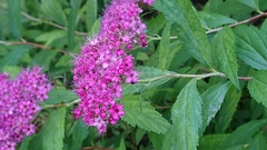 Spiraea japonica