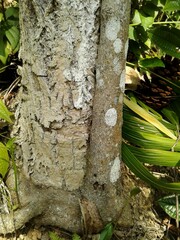Casearia sylvestris